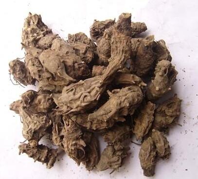 草乌 ACONITI KUSNEZOFFII RADIX