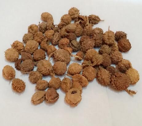 砂仁（阳春砂） AMOMI FRUCTUS