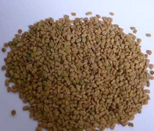 葶苈子（独行菜） Lepidium apetalum Willd