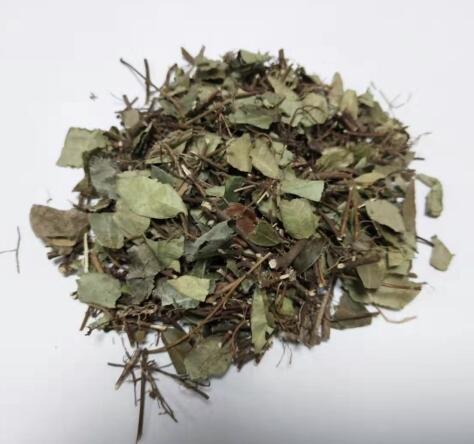 络石藤 TRACHELOSPERMI CAULIS ET FOLIUM