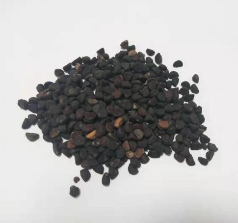 牵牛子 PHARBITIDIS SEMEN