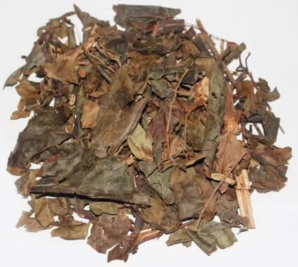肿节风（草珊瑚） SARCANDRAE HERBA