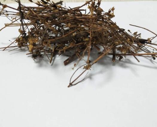 青叶胆 SWERTIAE MILEENSIS HERBA