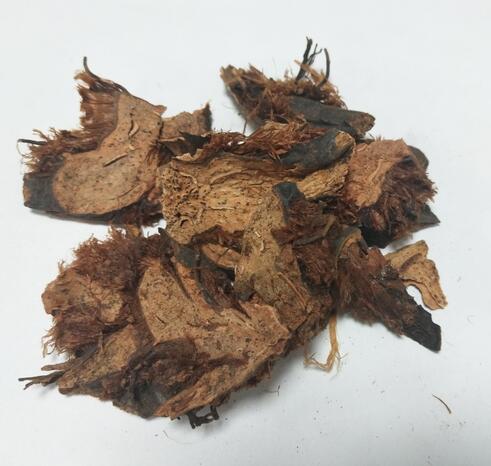 贯众 Rhizoma Cyrtomii Fortunei