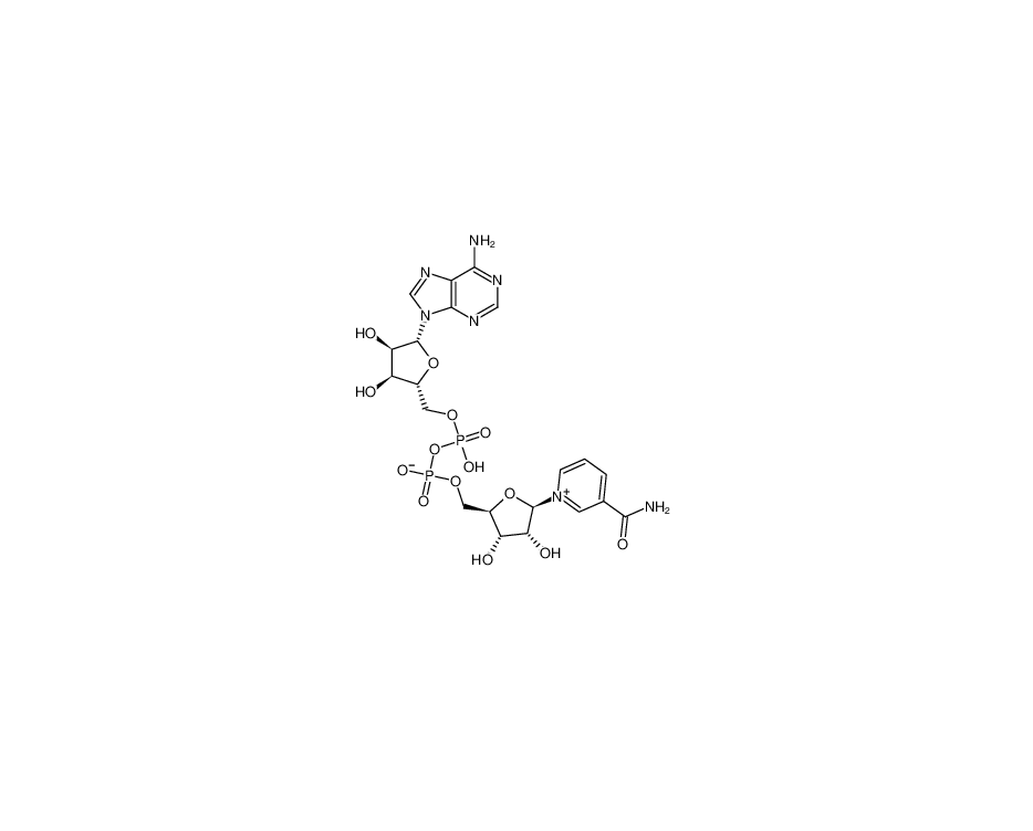 β-烟酰胺腺嘌呤二核苷酸|53-84-9
